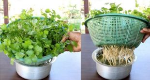 Coriander leaf cultivation method all year round without soil